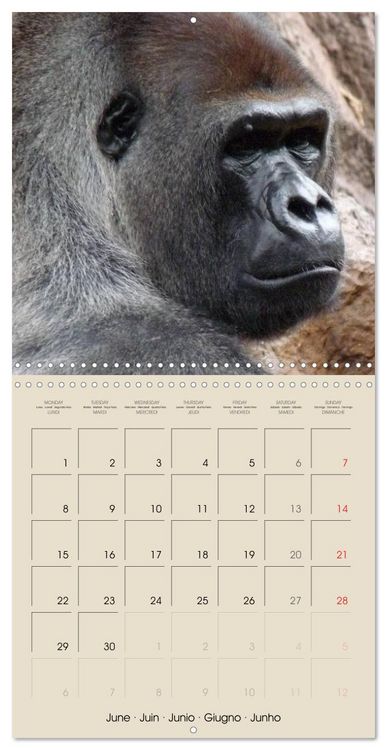 Produktbild: Gorillas &bull; The Gentle Giants (Wall Calendar 2026 12 &times; 12 Inch) CALVENDO 12 Month Wall Calendar