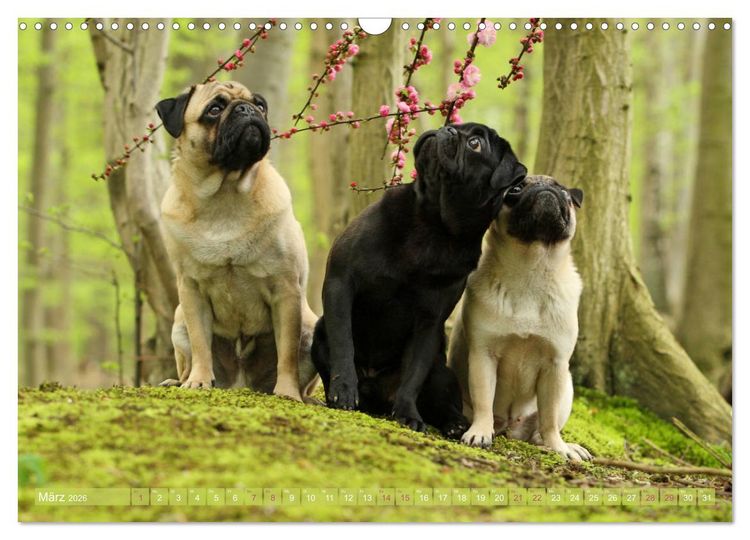 Produktbild: Lustige M&ouml;pse aus der Hundeknipserei (Wandkalender 2026 DIN A3 quer), CALVENDO Monatskalender