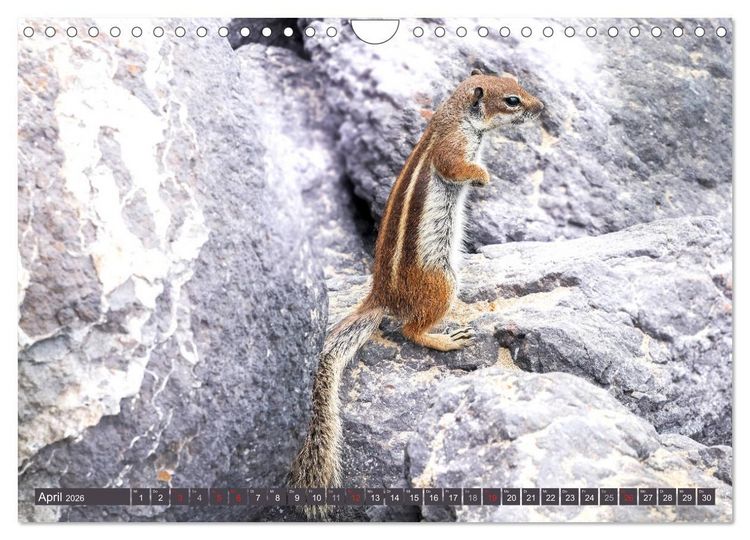 Produktbild: FUERTEVENTURA - Inselblick (Wandkalender 2026 DIN A4 quer), CALVENDO Monatskalender