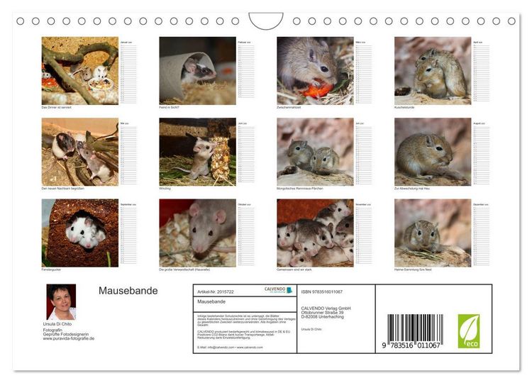 Produktbild: Mausebande (Wandkalender 2026 DIN A4 quer), CALVENDO Monatskalender