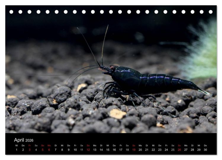 Produktbild: Zwerggarnelen - gepanzerte Juwelen im Aquarium (Tischkalender 2026 DIN A5 quer), CALVENDO Monatskalender