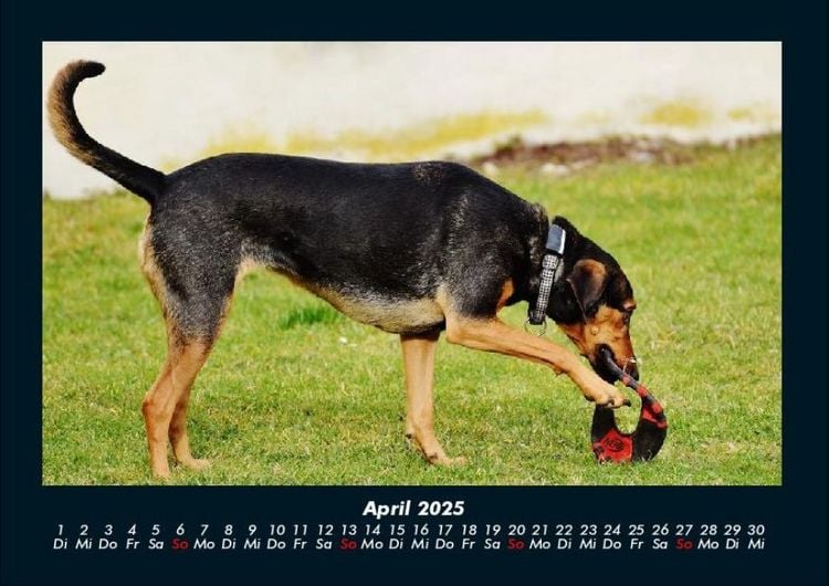Produktbild: Der Hundekalender 2025 Fotokalender DIN A4