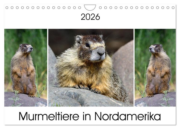 Produktbild: Murmeltiere in Nordamerika (Wandkalender 2026 DIN A4 quer), CALVENDO Monatskalender