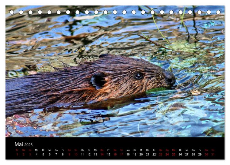 Produktbild: Das Leben der Biber (Tischkalender 2026 DIN A5 quer), CALVENDO Monatskalender