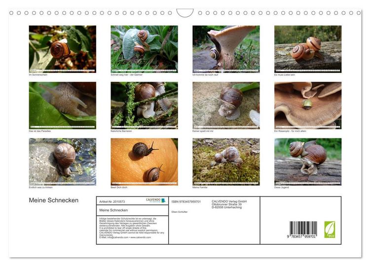 Produktbild: Meine Schnecken (Wandkalender 2026 DIN A3 quer), CALVENDO Monatskalender