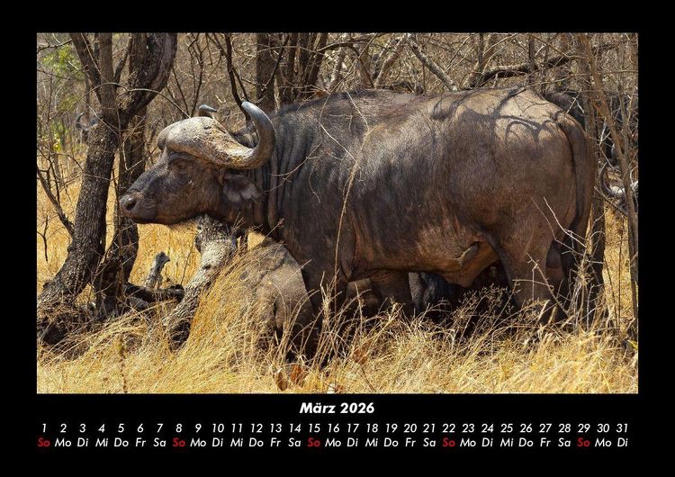 Produktbild: Tierkalender 2026 Fotokalender DIN A3