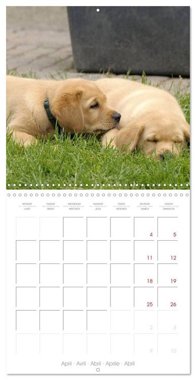Produktbild: Labrador Retriever Puppies (Wall Calendar 2026 12 &times; 12 Inch) CALVENDO 12 Month Wall Calendar
