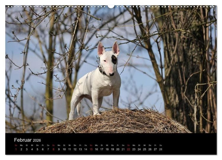 Produktbild: Bullterrier 2026 - Kleine Clowns mit gro&szlig;em Herz (hochwertiger Premium Wandkalender 2026 DIN A2 quer), Kunstdruck in Hochglanz