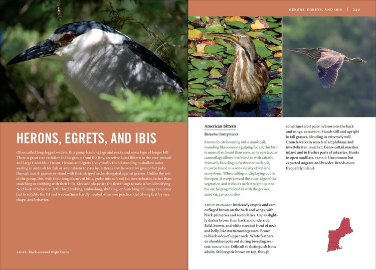 Produktbild: Birds of New England