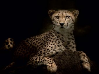 Produktbild: CALVENDO Puzzle Gepard 1000 Teile Puzzle quer | 1000 Teile Lege-Gr&ouml;&szlig;e 64 &times; 48 cm Foto-Puzzle f&uuml;r gl&uuml;ckliche Stunden