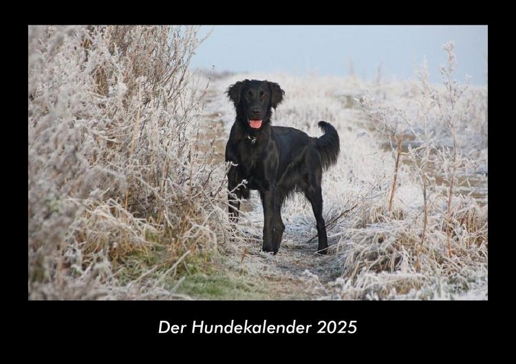 Produktbild: Der Hundekalender 2025 Fotokalender DIN A3