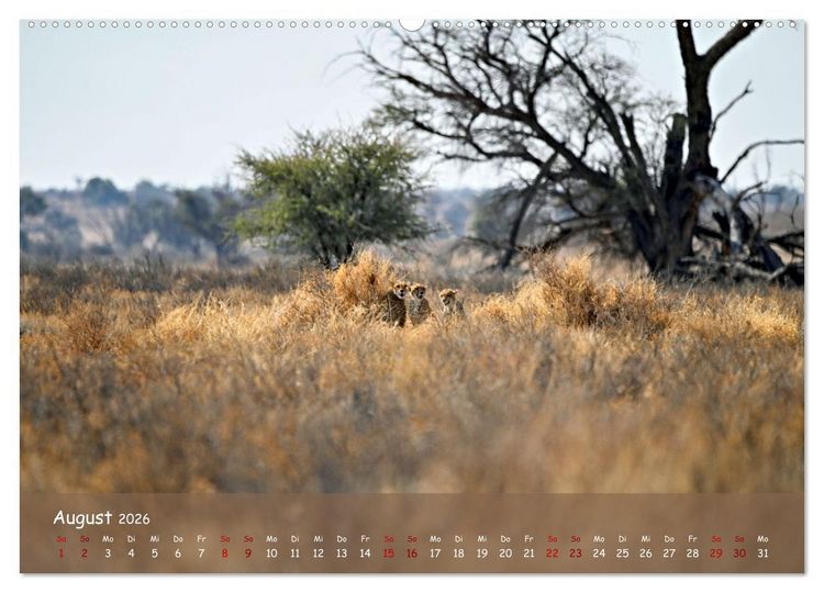 Produktbild: Kgalagadi - Fauna und Wildtiere in der Kalahari (hochwertiger Premium Wandkalender 2026 DIN A2 quer), Kunstdruck in Hochglanz