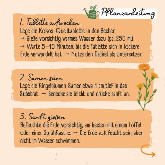 Produktbild: Ringel-Ringel-Blume