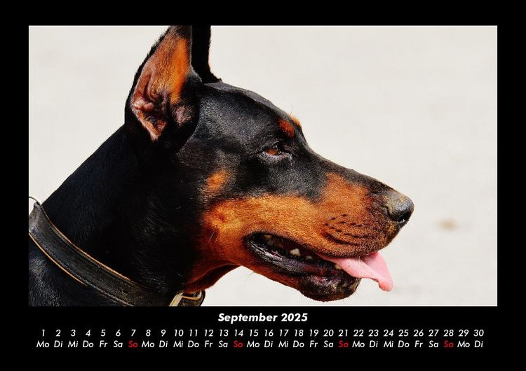 Produktbild: Hundezauber 2025 Fotokalender DIN A3