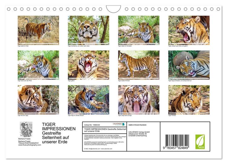 Produktbild: TIGER IMPRESSIONEN Gestreifte Seltenheit auf unserer Erde (Wandkalender 2026 DIN A4 quer), CALVENDO Monatskalender