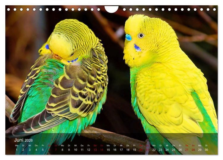 Produktbild: Wellensittiche - gesellige Freunde (Wandkalender 2026 DIN A4 quer), CALVENDO Monatskalender