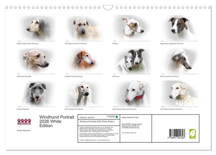 Produktbild: Windhund Portrait 2026 White Edition (Wandkalender 2026 DIN A3 quer), CALVENDO Monatskalender