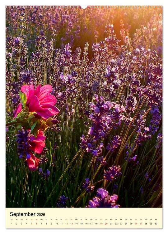 Produktbild: Provence Lavendel Paradies (Wandkalender 2026 DIN A2 hoch), CALVENDO Monatskalender