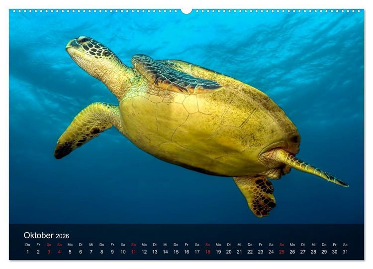 Produktbild: Schildkr&ouml;ten des Ozeans (Wandkalender 2026 DIN A2 quer), CALVENDO Monatskalender