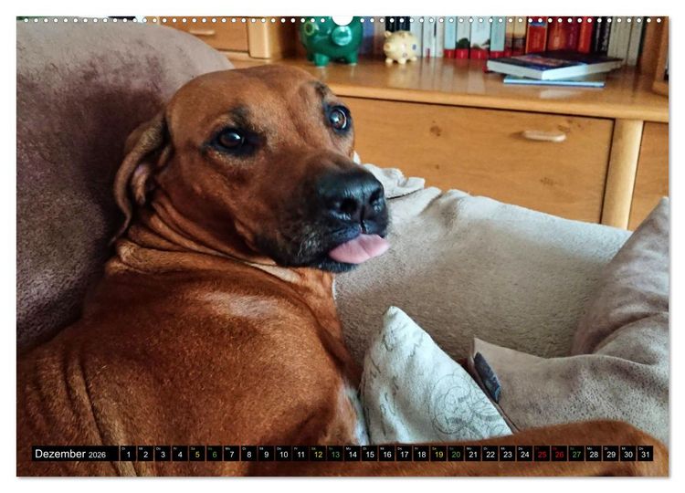 Produktbild: Rhodesian Ridgeback - Ausdrucksstarke Gesichter (Wandkalender 2026 DIN A2 quer), CALVENDO Monatskalender