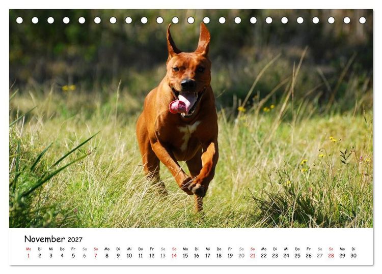 Produktbild: Rhodesian Ridgebacks in Aktion (Tischkalender 2027 DIN A5 quer), CALVENDO Monatskalender