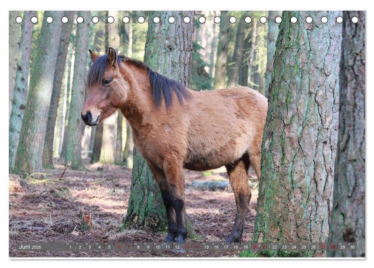 Produktbild: D&uuml;lmener Wildpferde - Wildpferde im Meerfelder Bruch (Tischkalender 2026 DIN A5 quer), CALVENDO Monatskalender