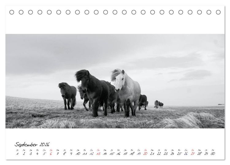 Produktbild: Islandpferde von Brimilsvellir (Tischkalender 2026 DIN A5 quer), CALVENDO Monatskalender