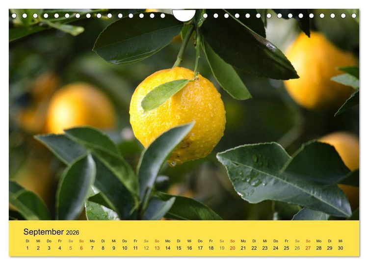 Produktbild: Gibt das Leben dir Zitronen, frag nach Zucker und Gew&uuml;rzen! (Wandkalender 2026 DIN A4 quer), CALVENDO Monatskalender