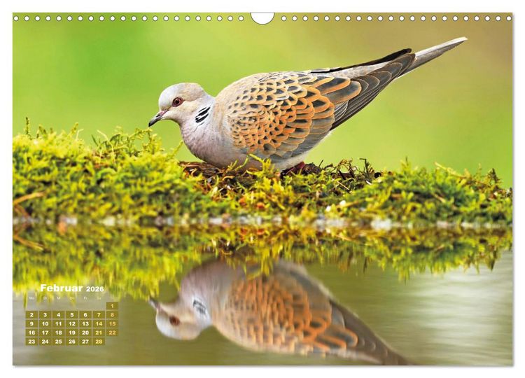 Produktbild: V&ouml;gel in unserer Heimat: Kiebitz, Wiedehopf und Turteltaube (Wandkalender 2026 DIN A3 quer), CALVENDO Monatskalender