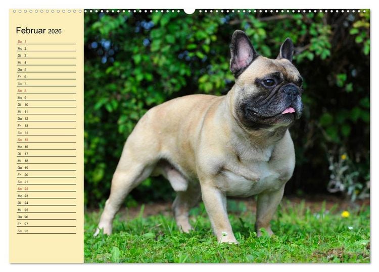 Produktbild: Franz&ouml;sische Bulldogge - Clown auf 4 Pfoten (Wandkalender 2026 DIN A2 quer), CALVENDO Monatskalender