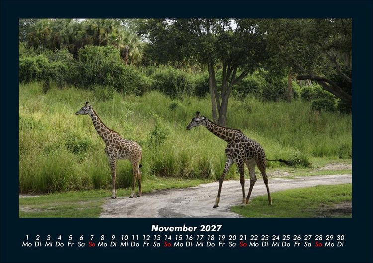 Produktbild: Giraffen 2027 Fotokalender DIN A4