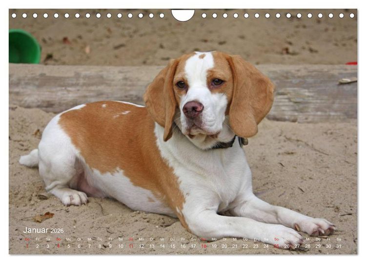 Produktbild: Beagle (Wandkalender 2026 DIN A4 quer), CALVENDO Monatskalender