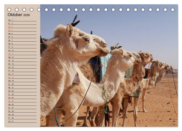 Produktbild: Kamele in der W&uuml;stensonne (Tischkalender 2026 DIN A5 quer), CALVENDO Monatskalender