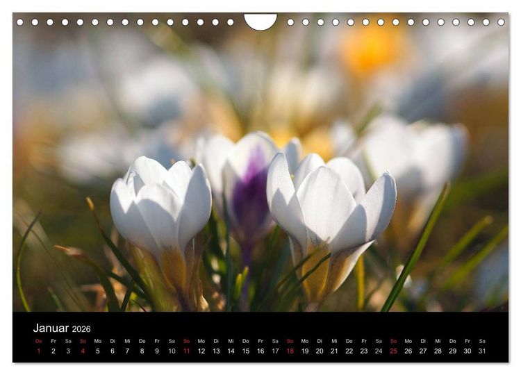 Produktbild: Wilde Bl&uuml;ten-Tr&auml;ume (Wandkalender 2026 DIN A4 quer), CALVENDO Monatskalender
