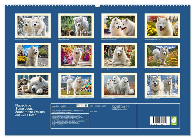Produktbild: Flauschige Samojeden. Zauberhafte Wolken auf vier Pfoten (hochwertiger Premium Wandkalender 2026 DIN A2 quer), Kunstdruck in Hochglanz