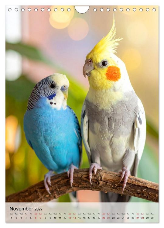 Produktbild: Cockatiel Dreams (Wall Calendar 2027 DIN A4 portrait), CALVENDO 12 Month Wall Calendar