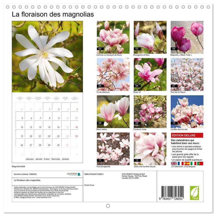 Produktbild: Kruse, G: Floraison des magnolias (Calendrier mural carr&eacute; 20