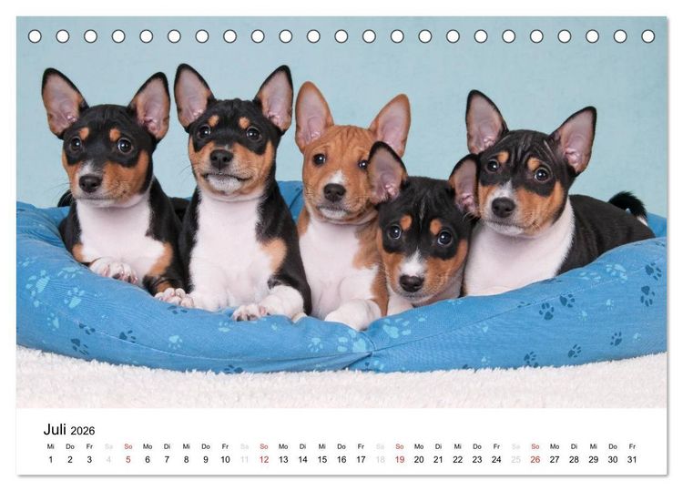 Produktbild: Bezaubernde Basenji-Welpen (Tischkalender 2026 DIN A5 quer), CALVENDO Monatskalender