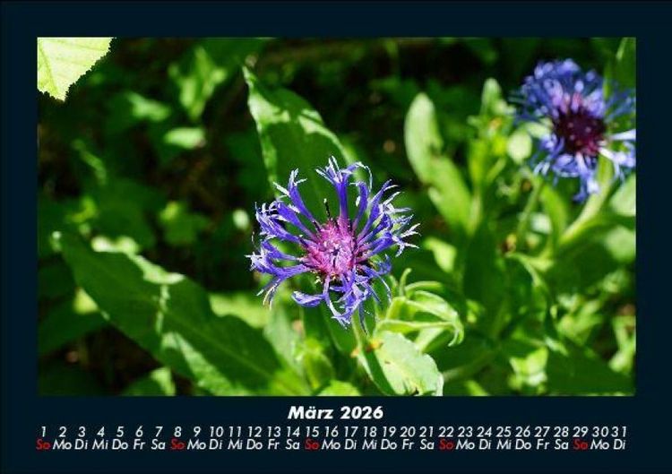Produktbild: Blumenkalender 2026 Fotokalender DIN A5