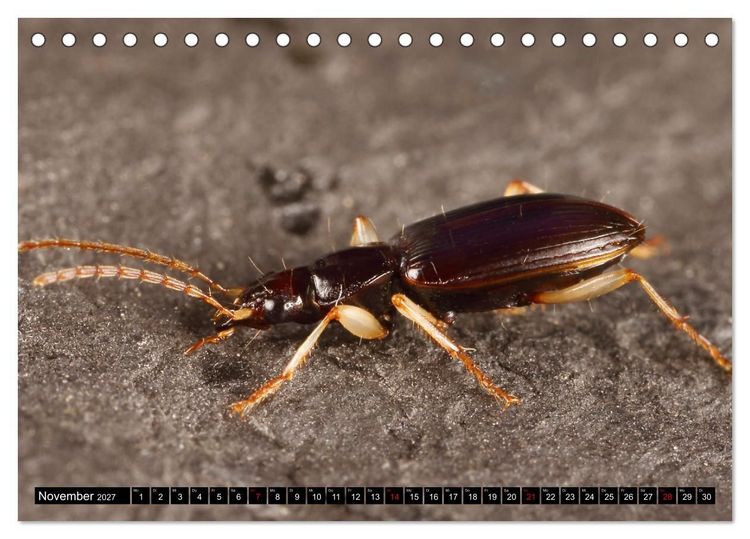 Produktbild: LAUFK&Auml;FER - CARABIDAE (Tischkalender 2027 DIN A5 quer), CALVENDO Monatskalender