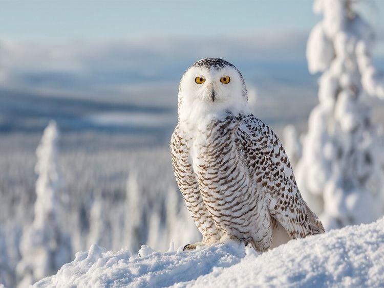 Produktbild: CALVENDO Puzzle Majest&auml;tische Schneeeule im Winter | 1000 Teile Lege-Gr&ouml;&szlig;e 64x48cm Foto-Puzzle f&uuml;r gl&uuml;ckliche Stunden