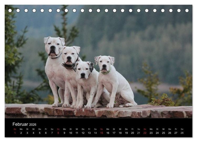 Produktbild: American Bulldog - stolz, loyal, einzigartig (Tischkalender 2026 DIN A5 quer), CALVENDO Monatskalender
