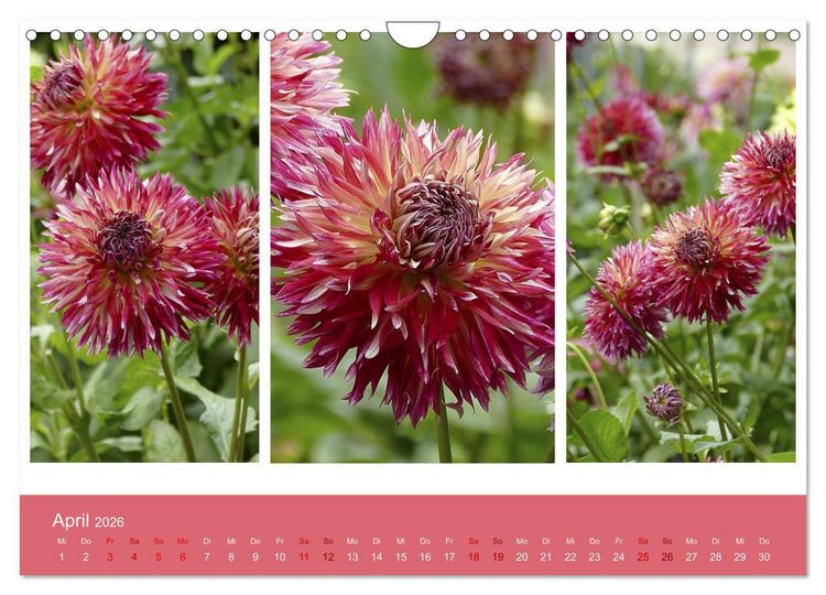 Produktbild: Dahlien-Triplets (Wandkalender 2026 DIN A4 quer), CALVENDO Monatskalender