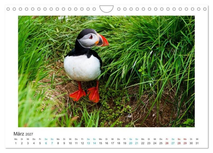 Produktbild: PAPAGEIENTAUCHER - Clowns der Nordmeere (Wandkalender 2027 DIN A4 quer), CALVENDO Monatskalender