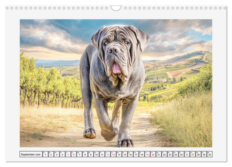 Produktbild: Mastino Napoletano. Die gelassenen Molosser mit antiken Vorfahren (Wandkalender 2026 DIN A3 quer), CALVENDO Monatskalender