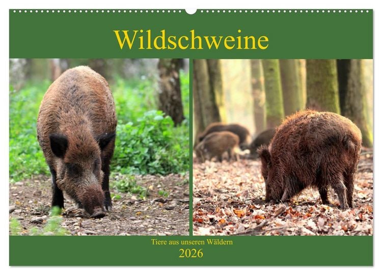 Produktbild: Wildschweine - Tiere aus unseren W&auml;ldern (Wandkalender 2026 DIN A2 quer), CALVENDO Monatskalender