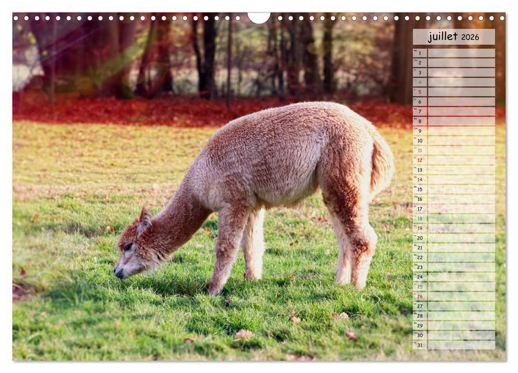 Produktbild: Alpagas, doudous aux coiffures sauvages (Calendrier mural 2026 DIN A3 vertical), CALVENDO calendrier mensuel