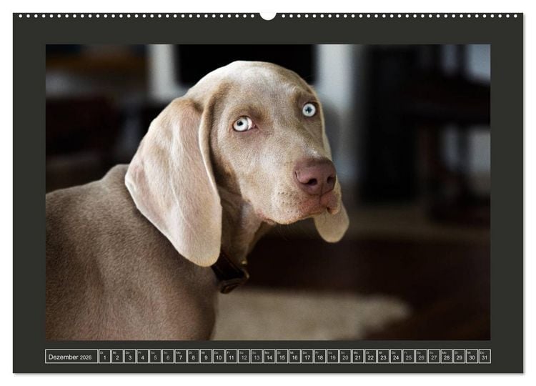 Produktbild: Weimaraner - Ein Welpenjahr (hochwertiger Premium Wandkalender 2026 DIN A2 quer), Kunstdruck in Hochglanz