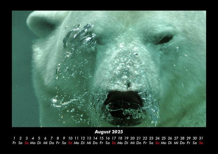 Produktbild: Pinguine & Eisb&auml;ren 2025 Fotokalender DIN A3
