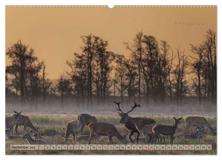 Produktbild: Impressionen aus Mecklenburg - Vorpommern (Wandkalender 2026 DIN A2 quer), CALVENDO Monatskalender
